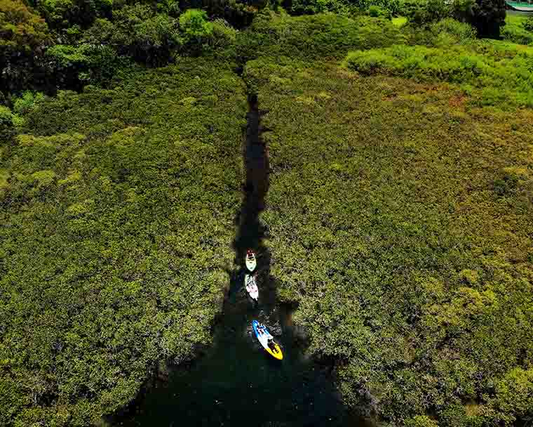 親親大自然: 香港地質公園 「自選路線 」一日遊 • 在專業教練的指導下進行獨木舟體驗