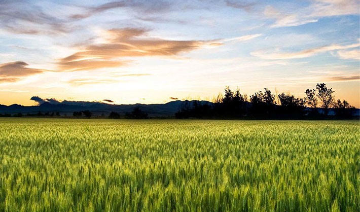 Smart Farm